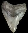 Fossil Megalodon Tooth - South Carolina #69249-1